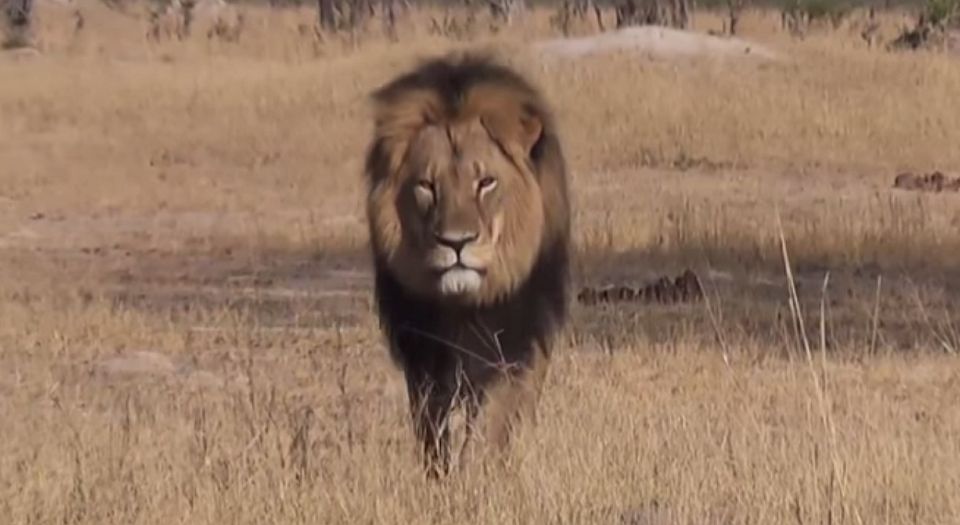 Cecil the lion: hunting for outrage