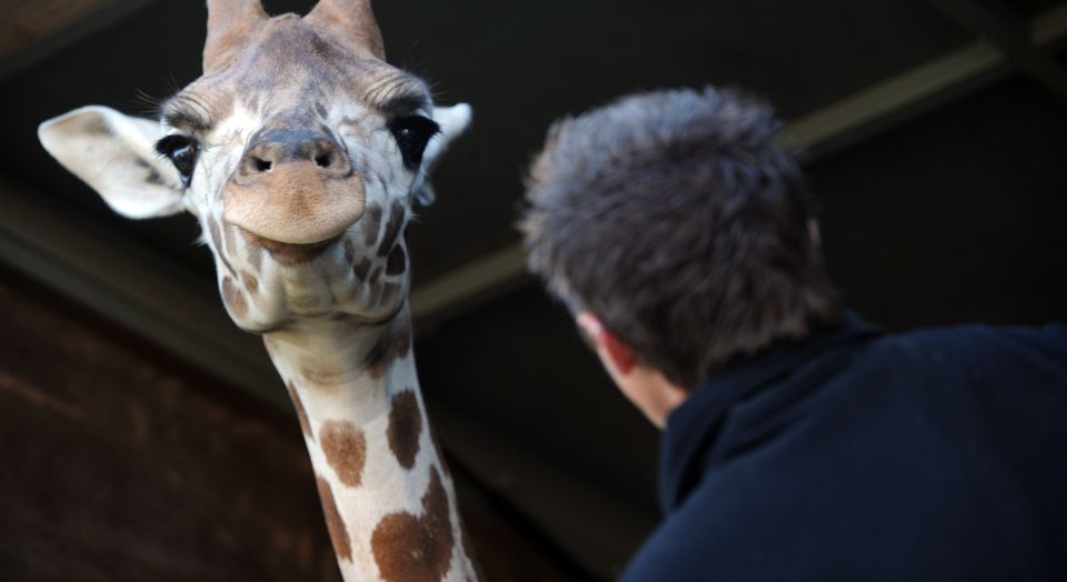 Crying over Marius: are they having a giraffe?