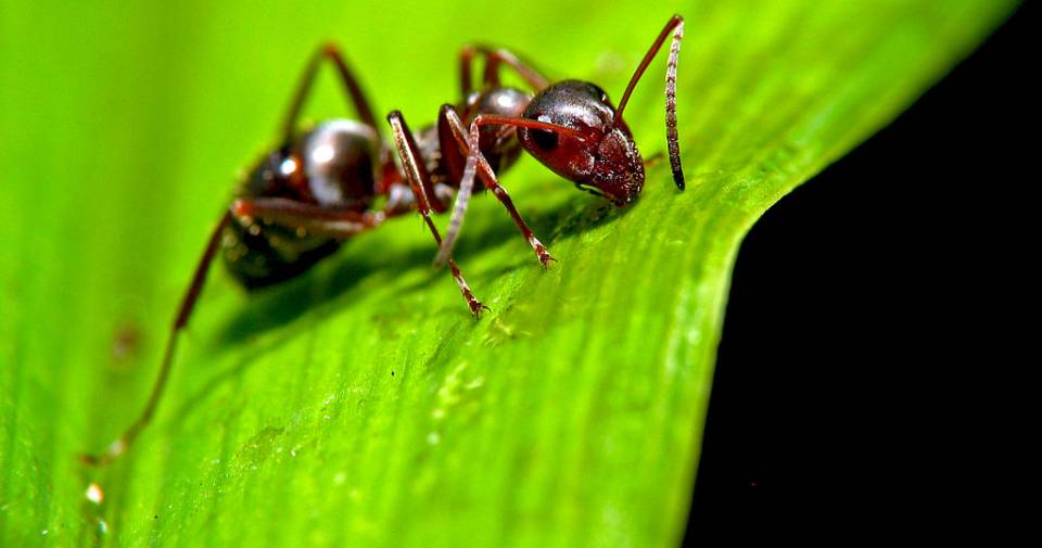 No, ants are nothing like human beings