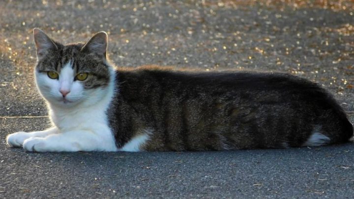 The Croydon Cat Killer: a modern urban myth