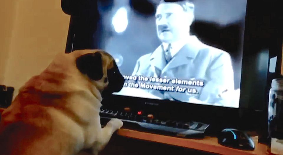 The curious case of the Nazi pug