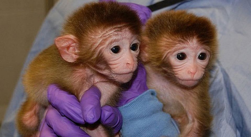 Three cheers for China’s cloned monkeys