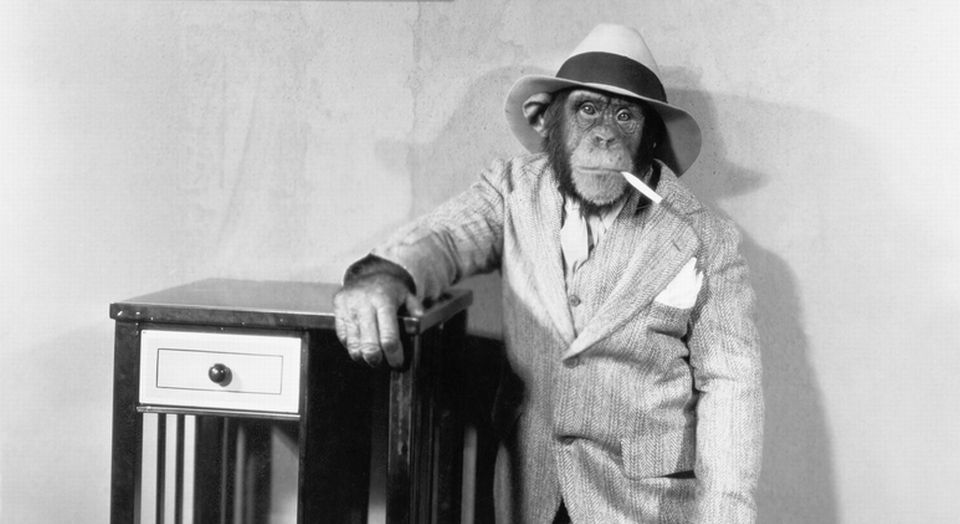 Tommy the chimp is just an animal, not a prisoner