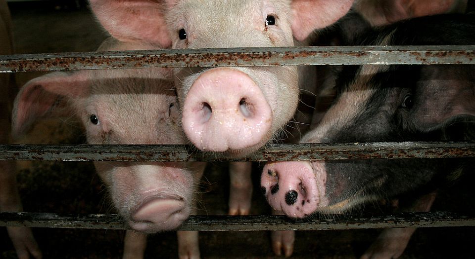 Why pig-human organs are nothing to fear