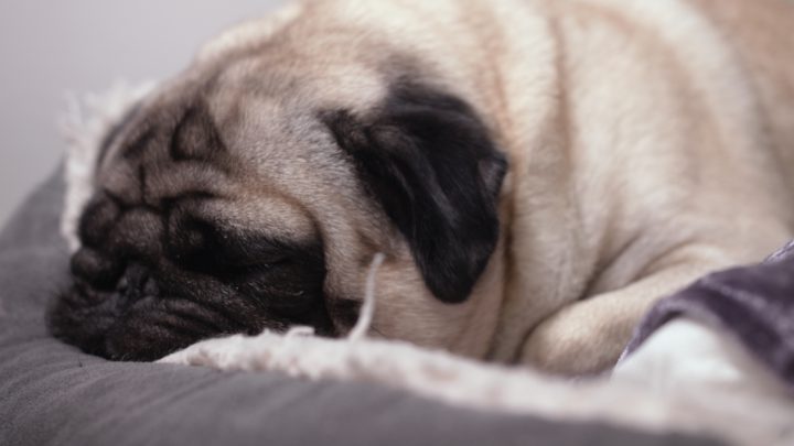 Nazi pugs, gay cakes and Bob Geldof