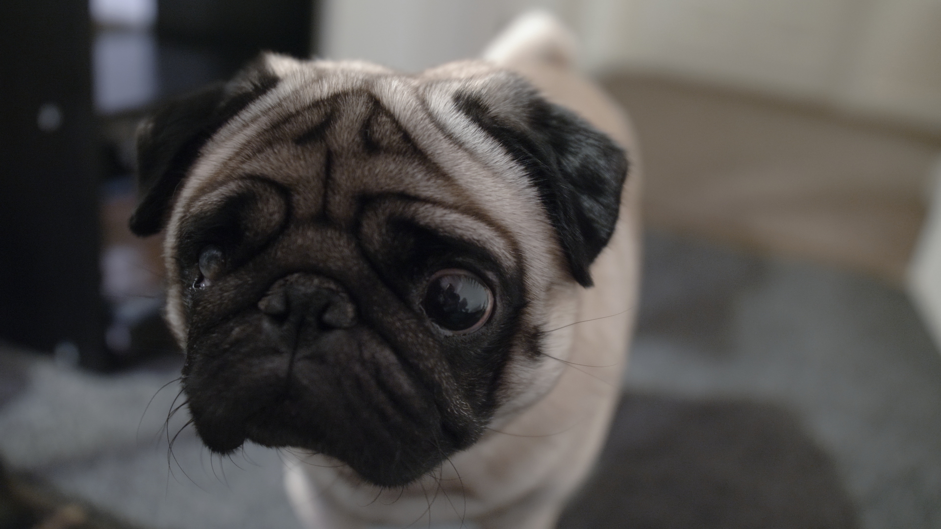 Count Dankula and the fall of liberal Britain