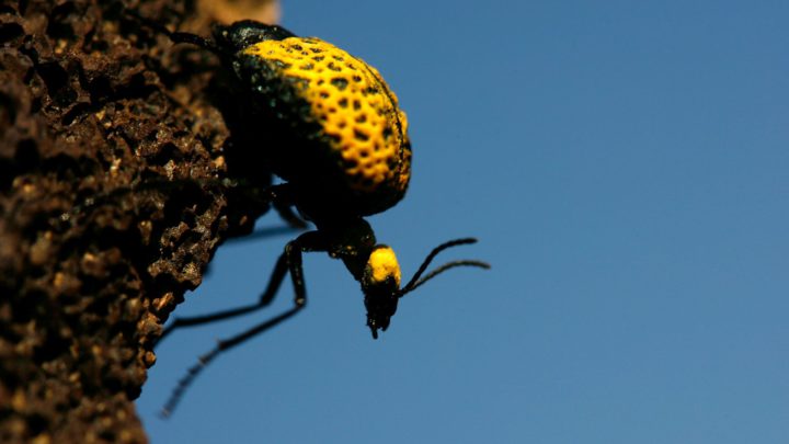 One million species facing extinction? Not quite