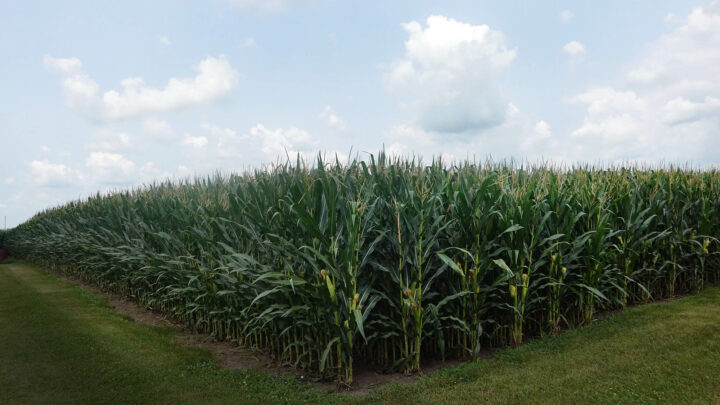 Why global warming is good for us