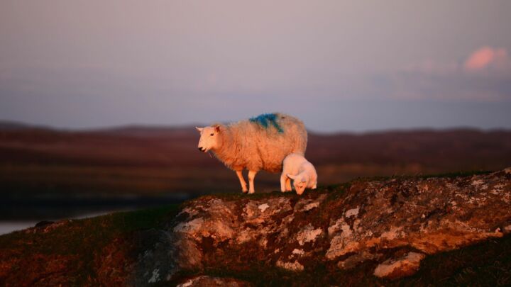 The green war on sheep