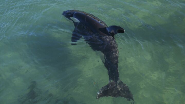 Why the left should always be on Team Human