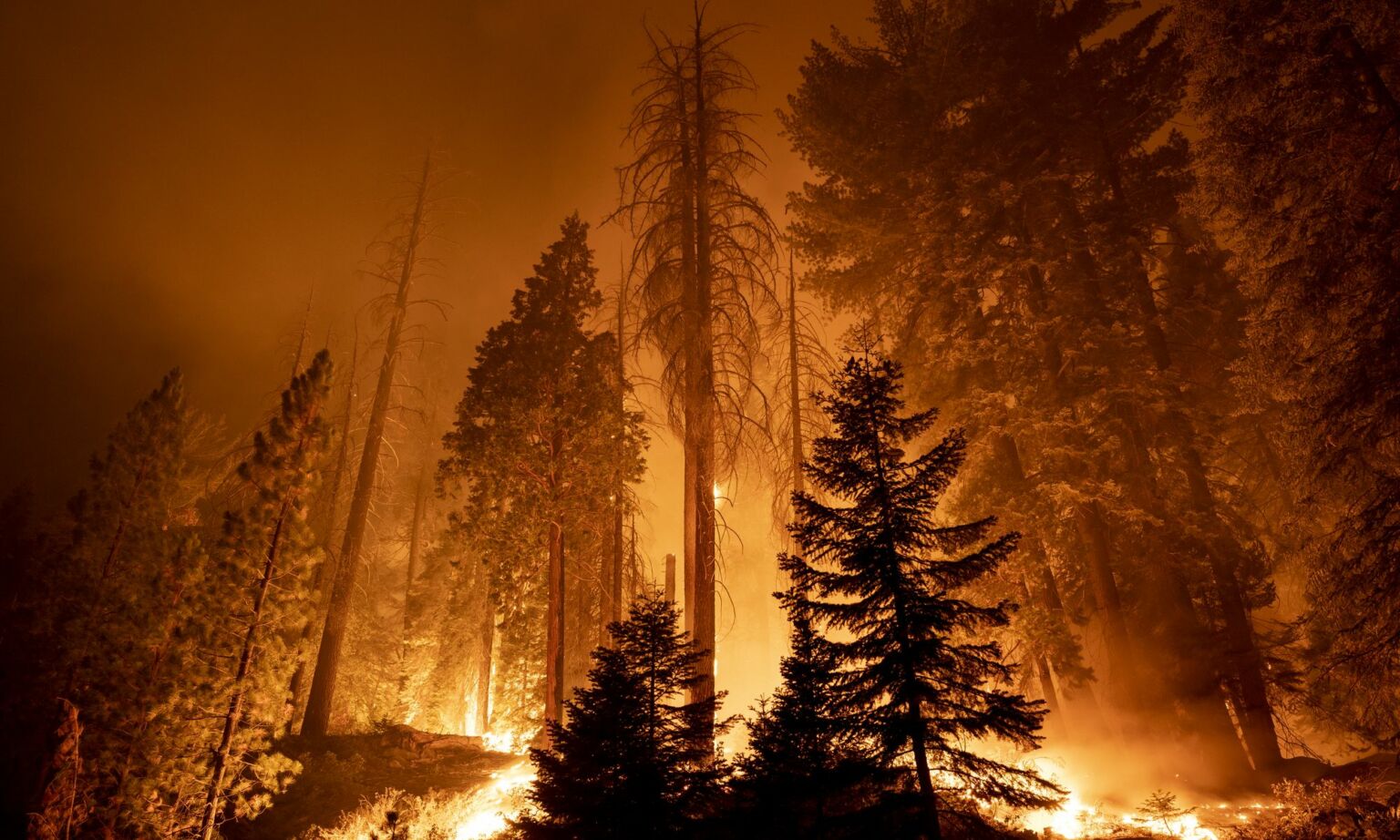 Fire blazes through the Long Meadow Grove of giant sequoia trees in Sequoia National Forest, California, September 2021.