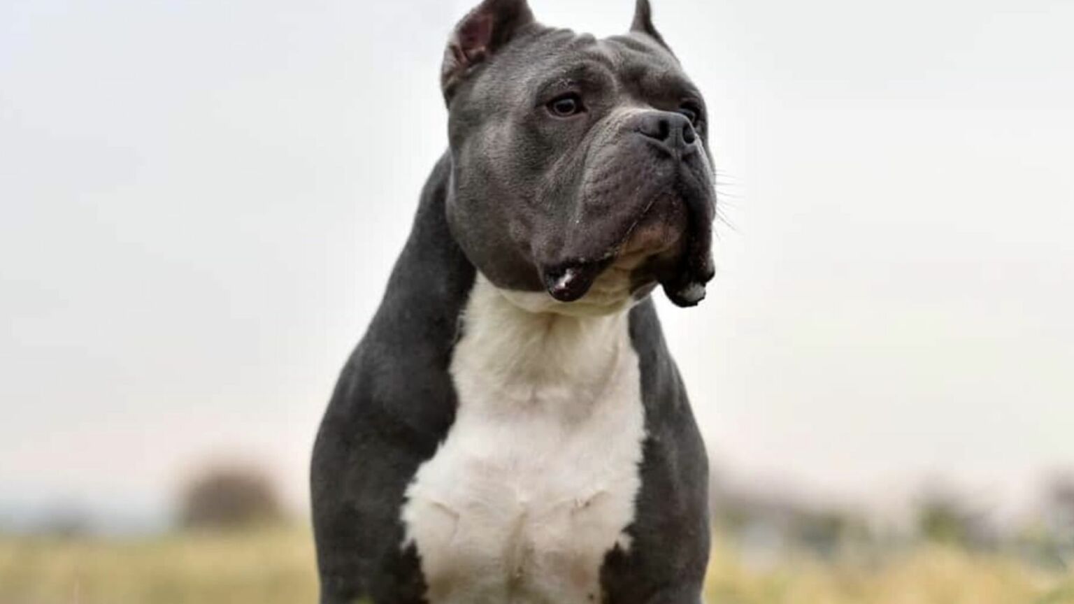 THESE 10 BULLY BREEDS ARE TAKING THE WORLD BY STORM! 