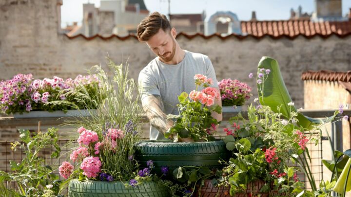 Is your garden guilty of ‘horticultural appropriation’?