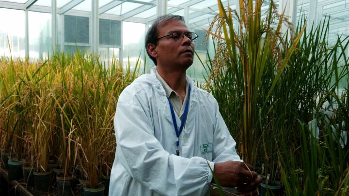 Greenpeace’s campaign against Golden Rice is a crime against humanity