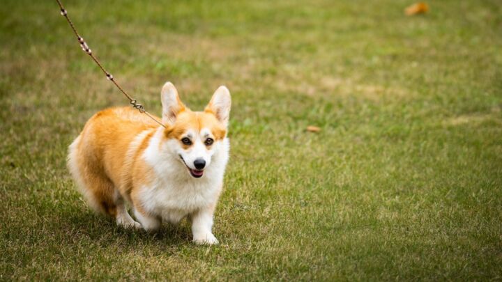 Is dog-walking racist?