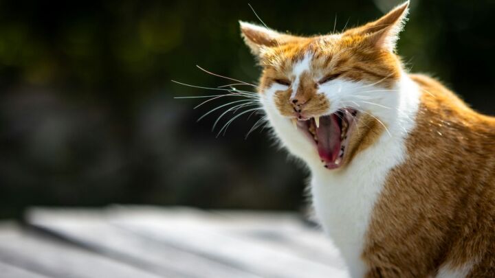 Is the Scottish government coming for your cats?