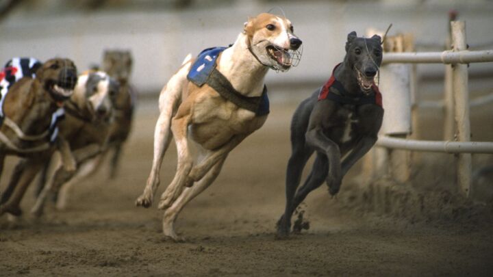 Hands off our greyhounds!