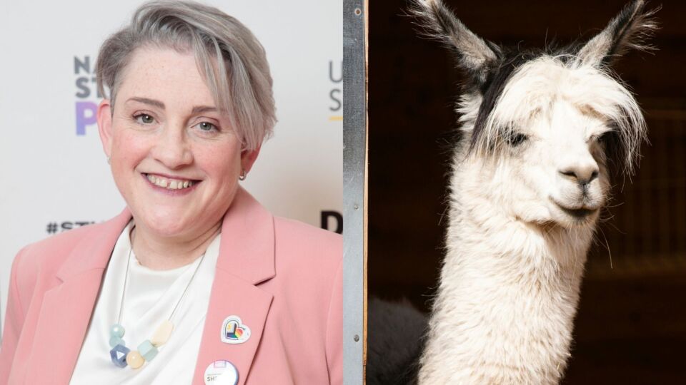 This new health minister thinks you can identify as a llama spiked