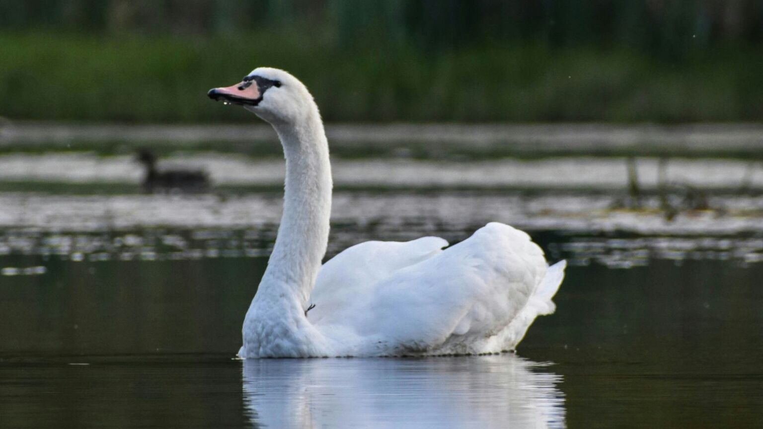 Migrants eating swans: a white-wing myth?