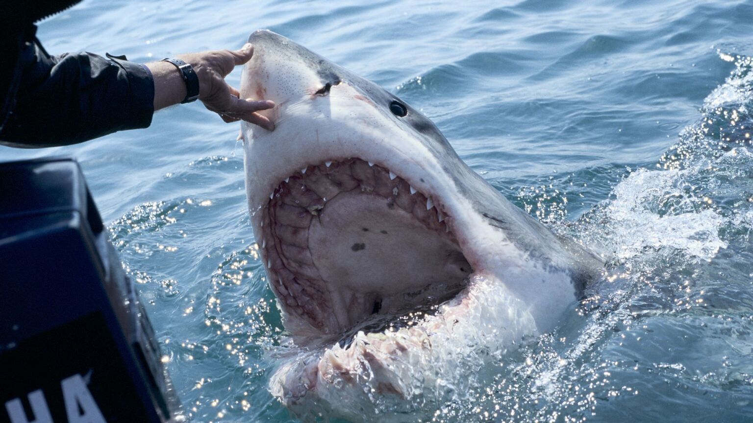 Australia must declare war on the great white shark