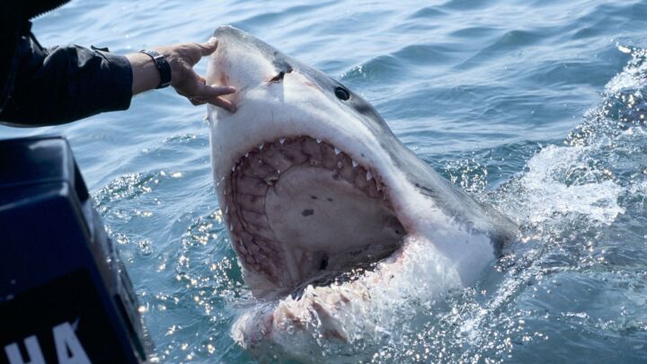 Australia must declare war on the great white shark