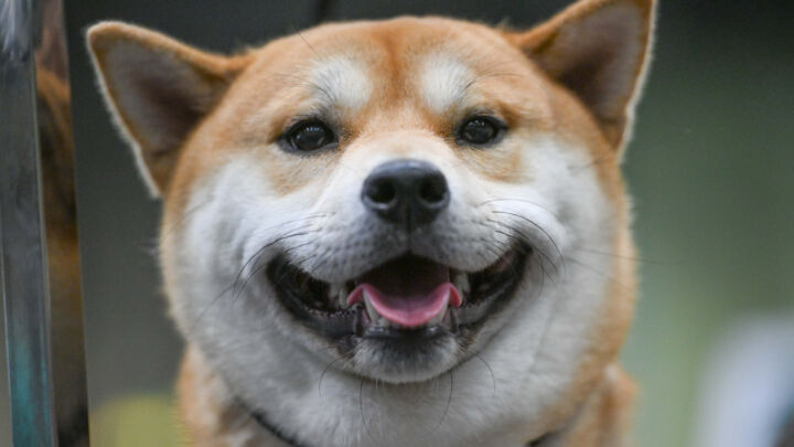 The war on dogs is barking mad