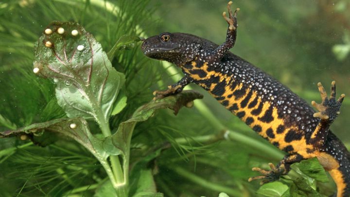 Will the discovery of newts and bats block the Piddington asylum camp?