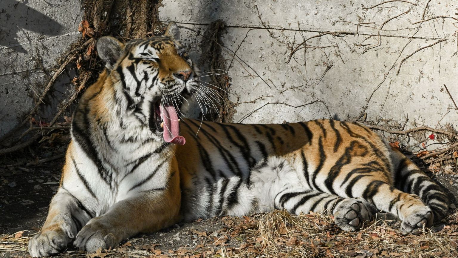 No one should feel ‘empathy’ for the killer tiger