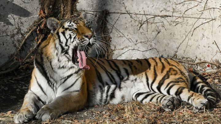 No one should feel ‘empathy’ for the killer tiger